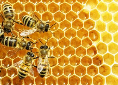 tổ mật ong nguyên chất